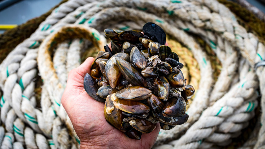 Czech Mussel Week 2024: Mušle na talíři i v centru Prahy